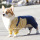 For Dog Cat Puppy Hoodies Sweatshirt Pet Outfits
